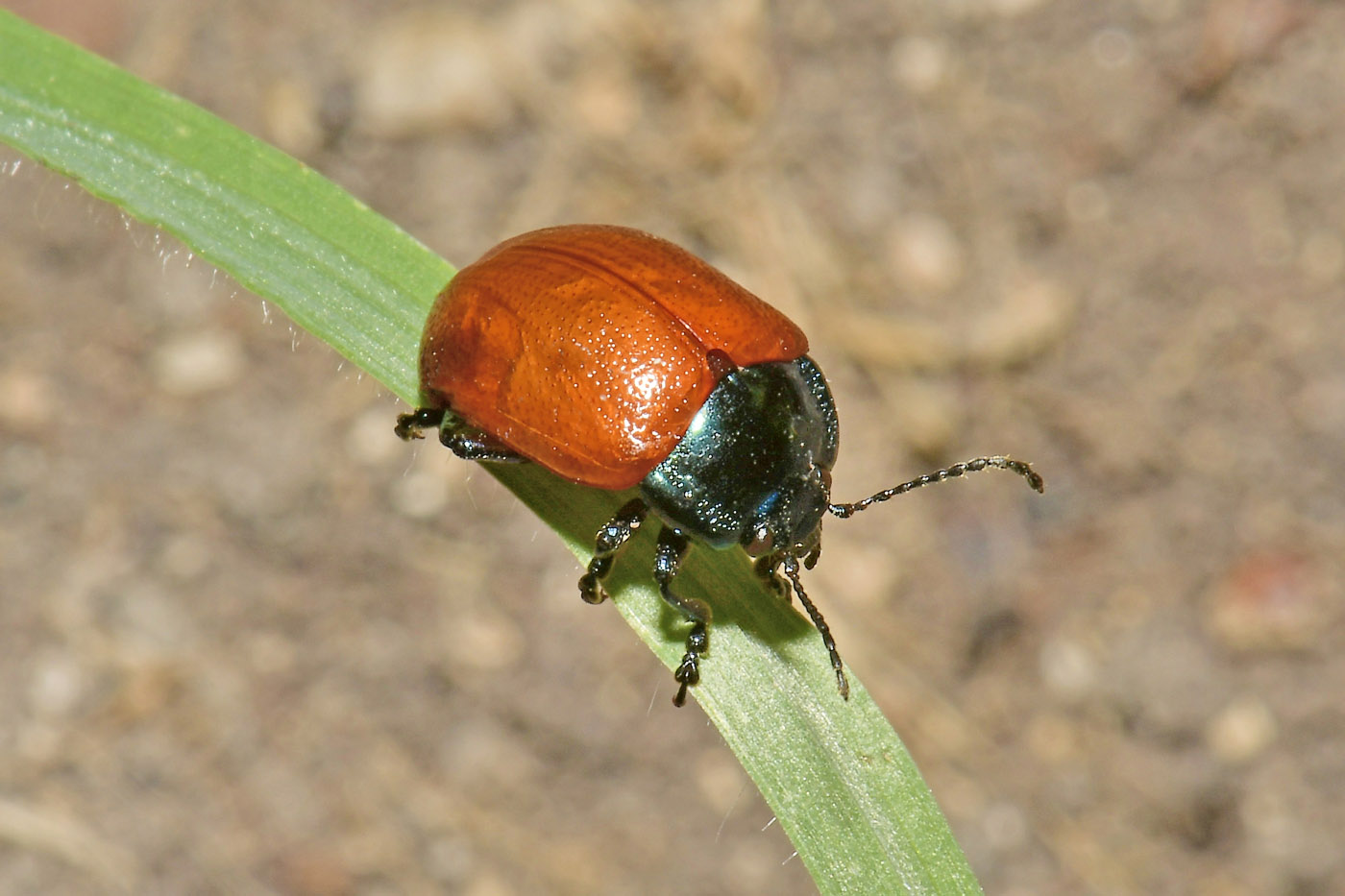 Chrysomelidae: Chrysolina grossa? S.